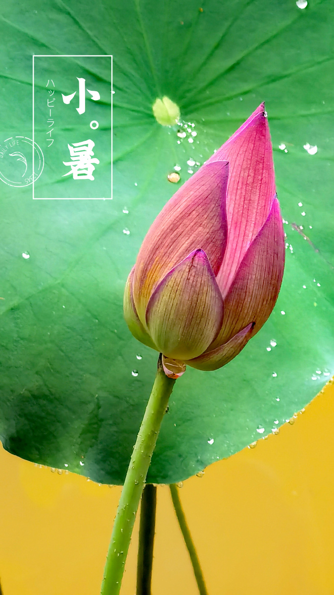 小暑,节气,荷花,荷叶