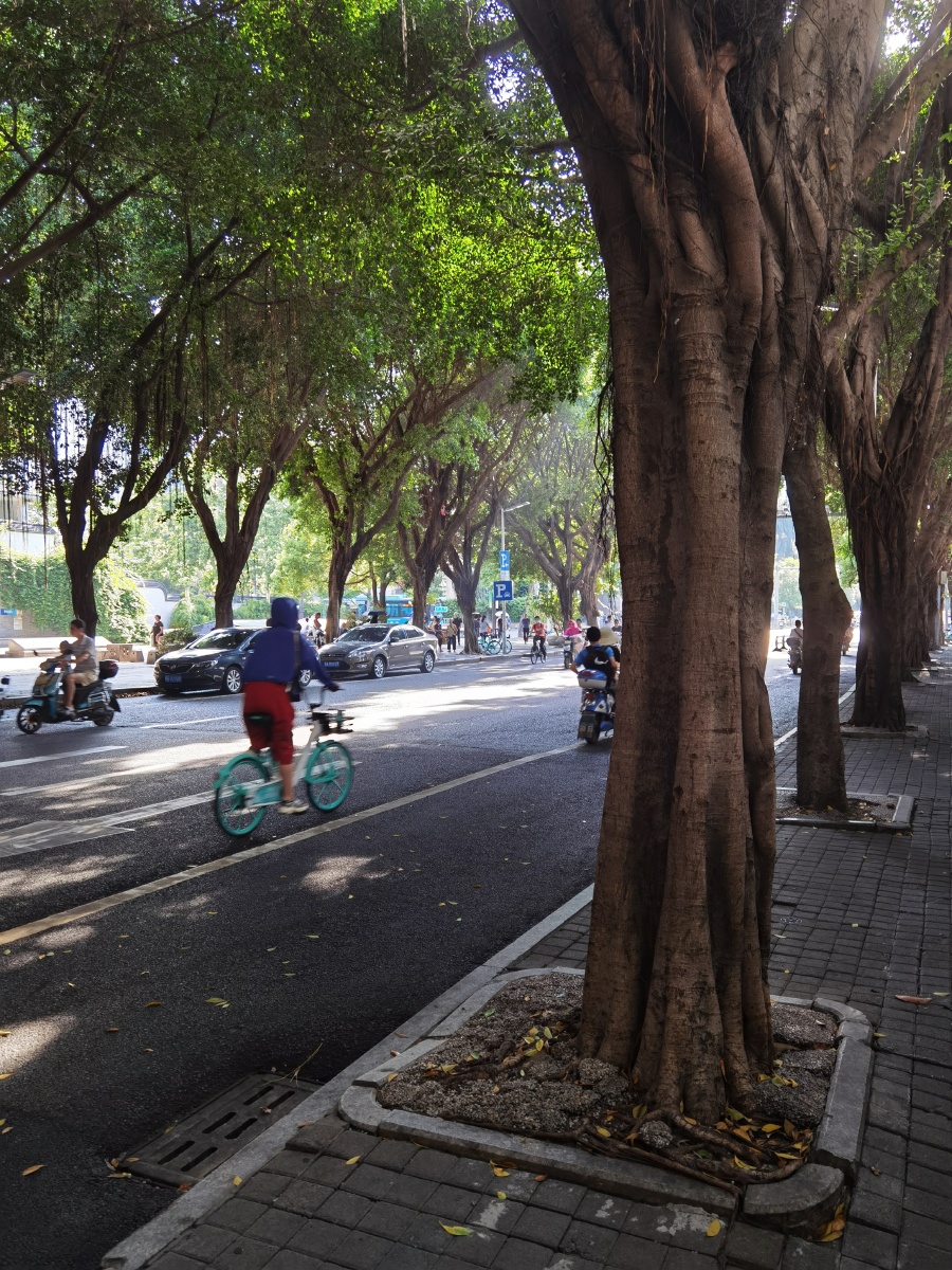 马路,榕树,行人