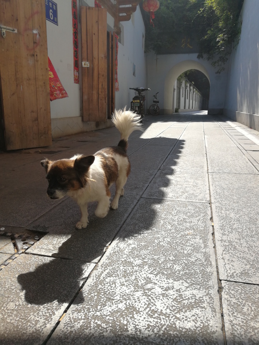 巷子,阳光,一只小狗,影子