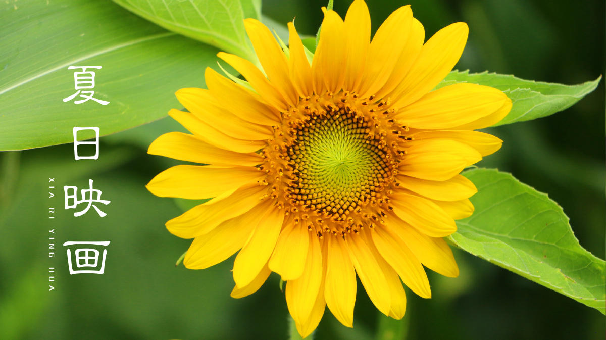 换电脑桌面,换个心情…