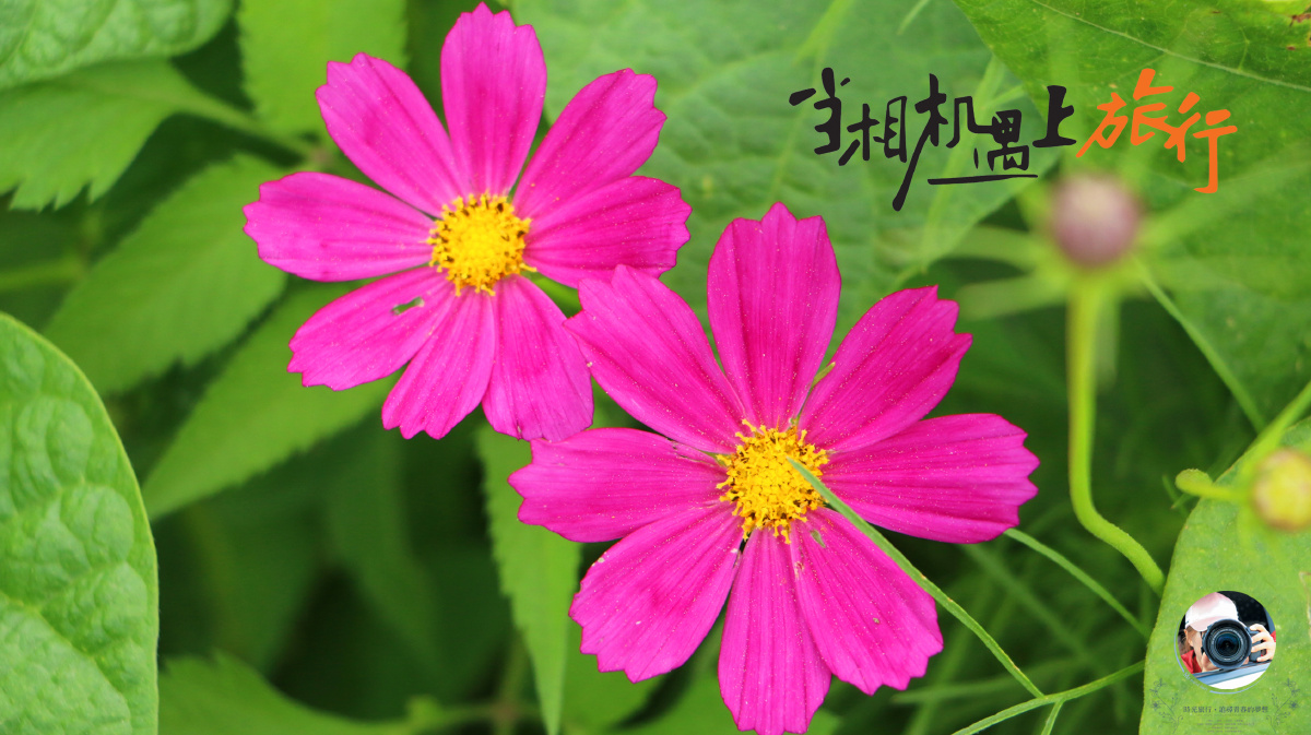 换电脑桌面,换个心情…