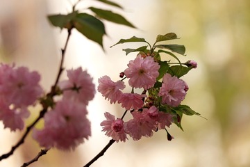 19058
