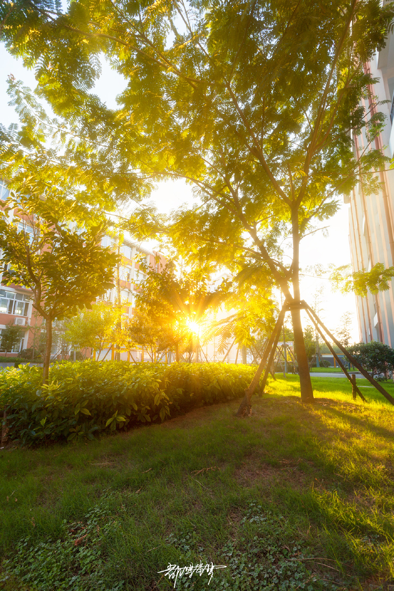 阳光下的树