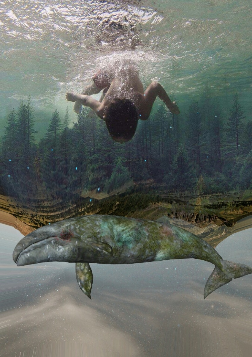 包宠物摄影圈子宠物摄影交流学习水下的游泳鱼类海洋鲨鱼水族馆海军水