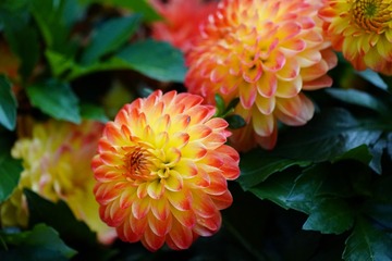 B32ADABE-991A-4EA3-82A1-F32318C8D757/L0/001