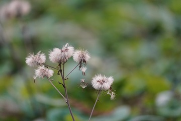 1A11751E-845B-4063-B5C2-6F14C1937C1F/L0/001