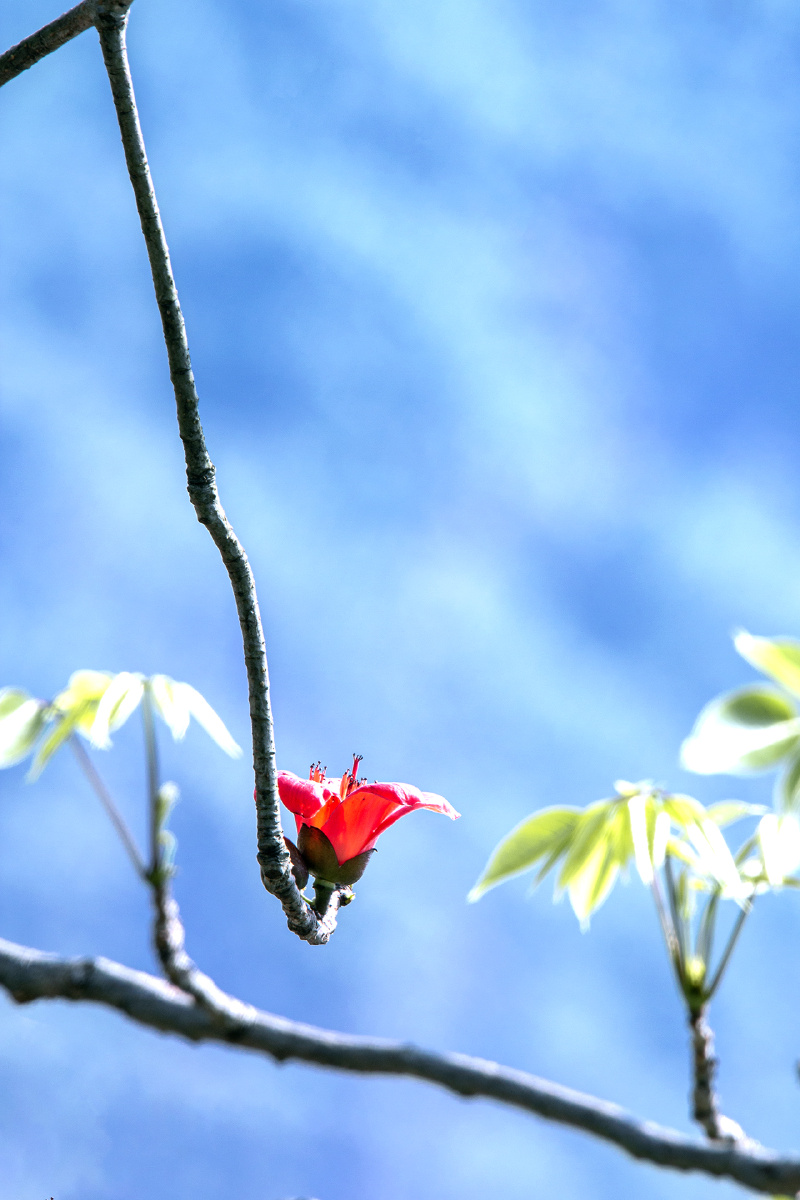 木棉花.孤芳自赏