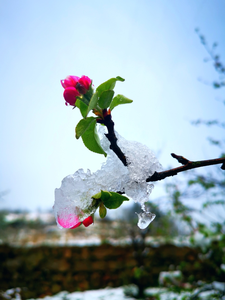 雪中盛开的花～ - 永恒的阳光sunshine - 图虫
