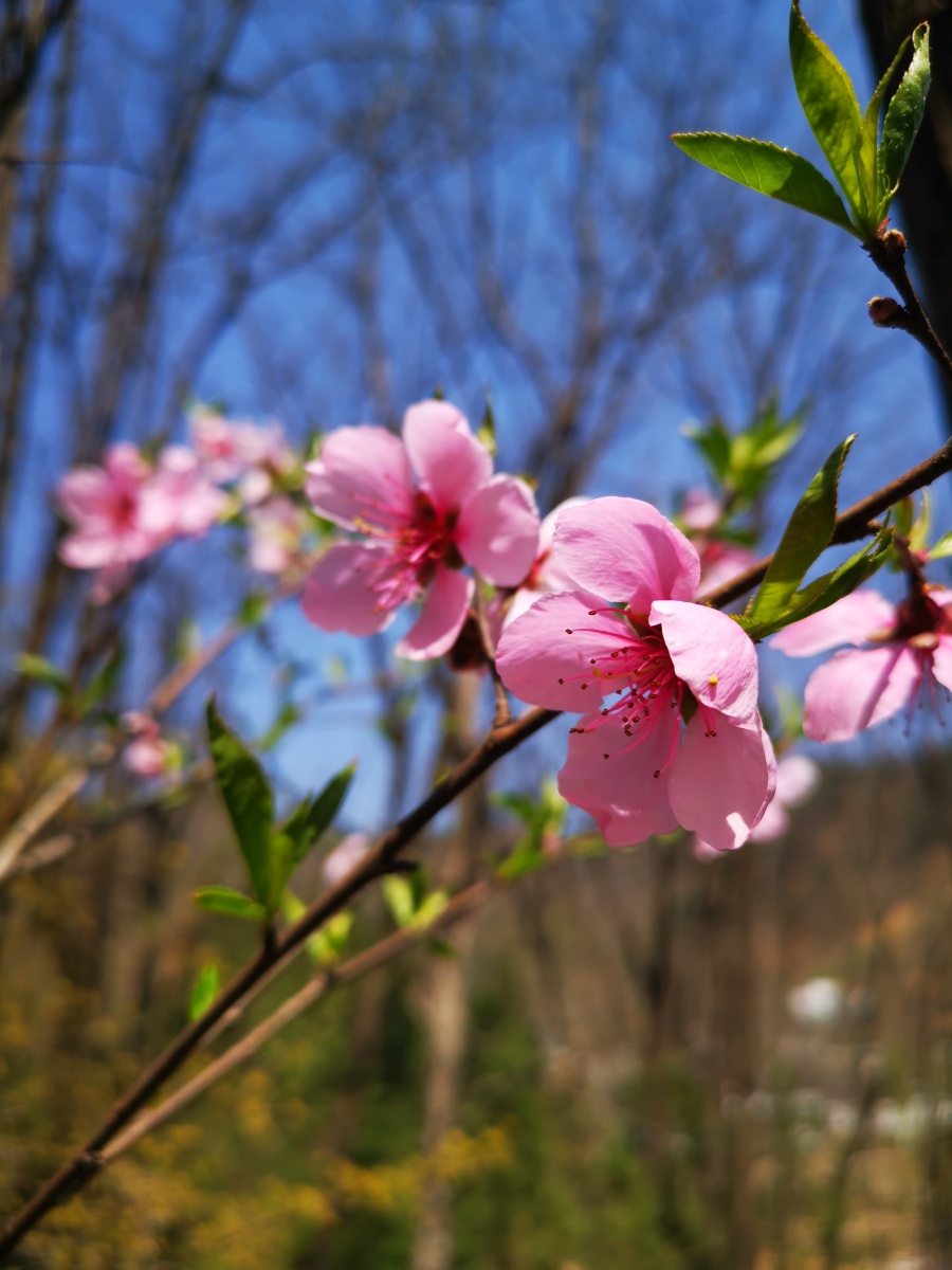 桃花盛开的春天 - 永恒的阳光sunshine - 图虫