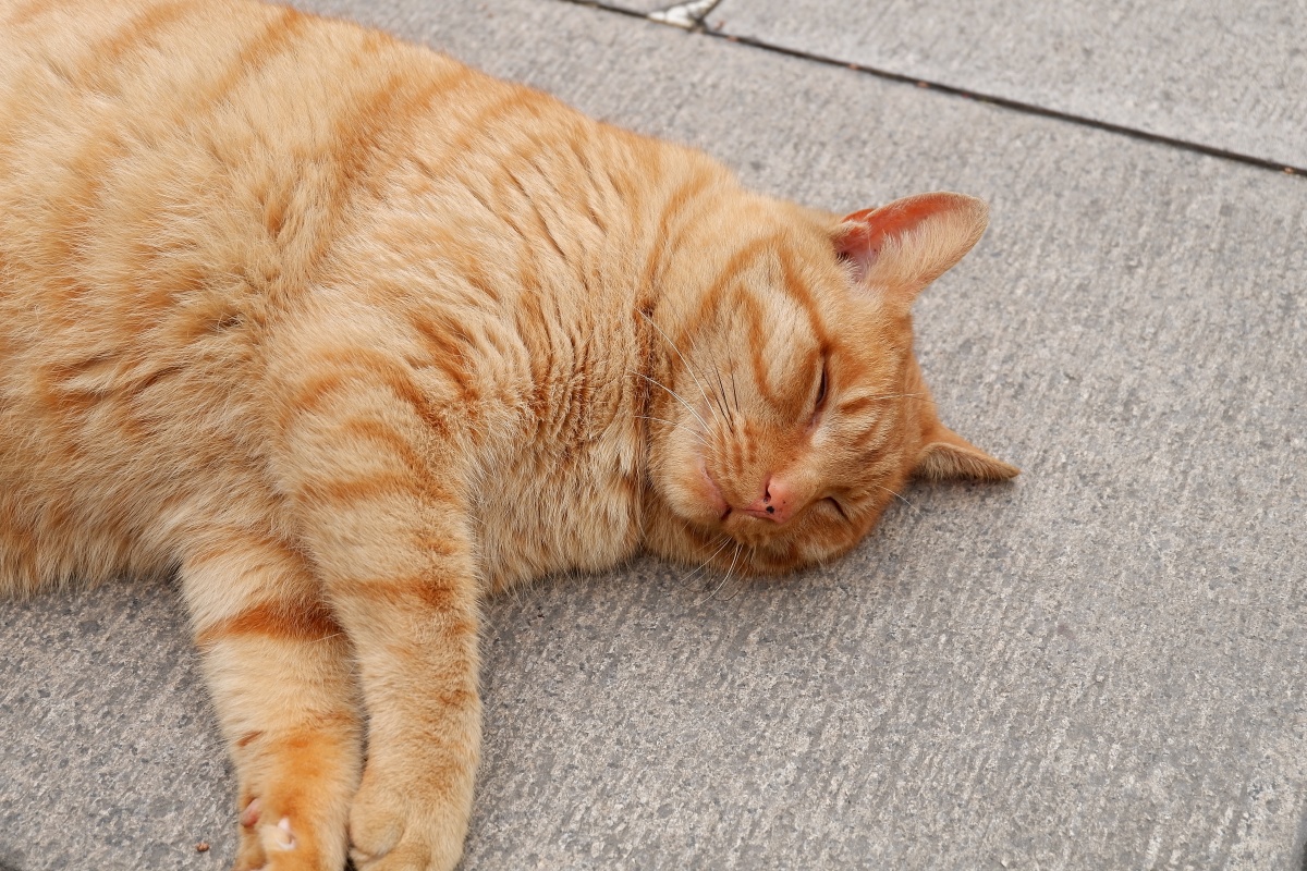 苏州西园寺里的懒橘猫