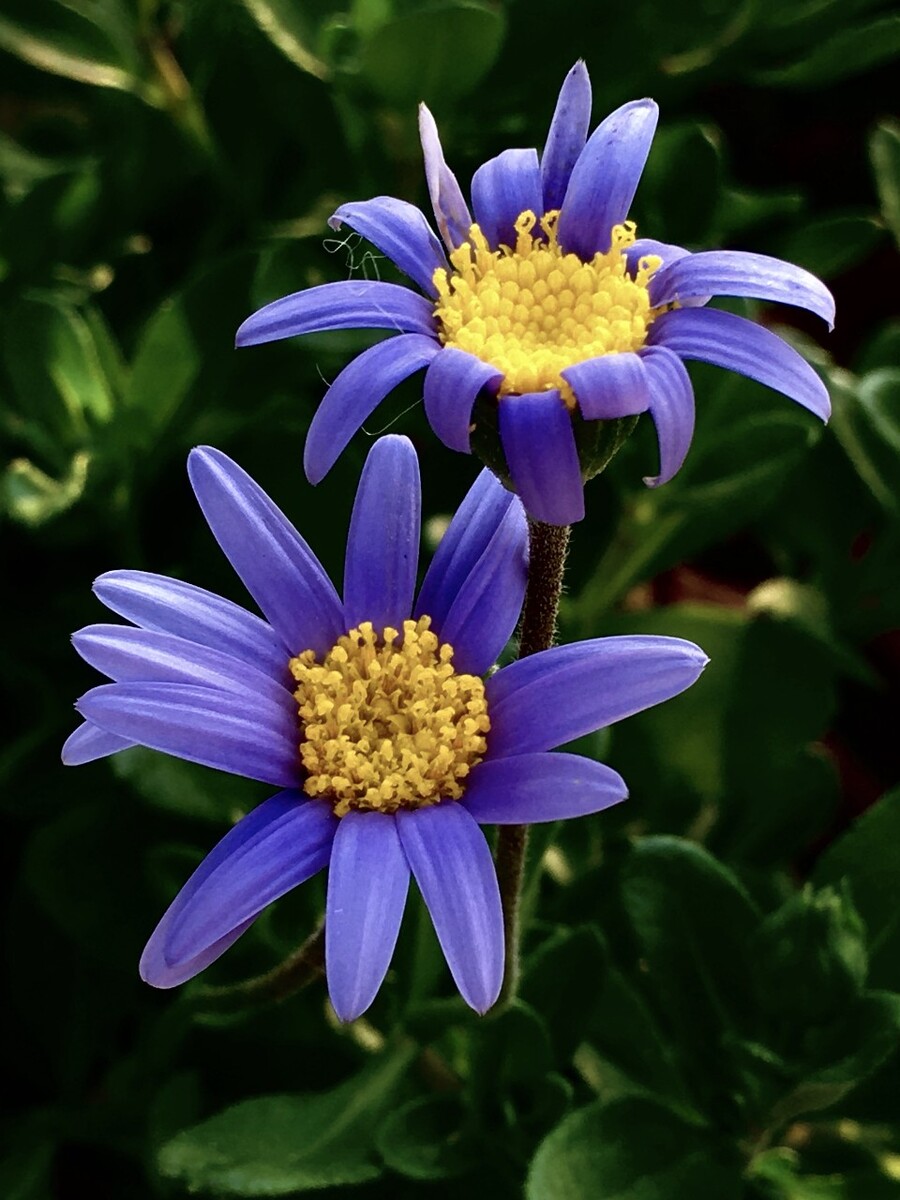 紫菀花的花语是什么(紫菀花的养殖要点及注意事项)