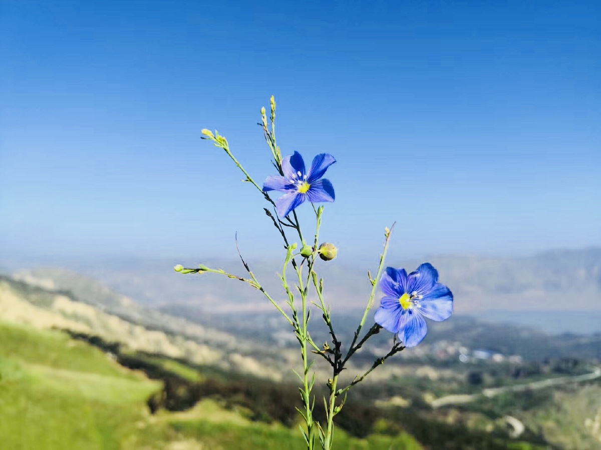 高原的野花花亚麻野胡麻