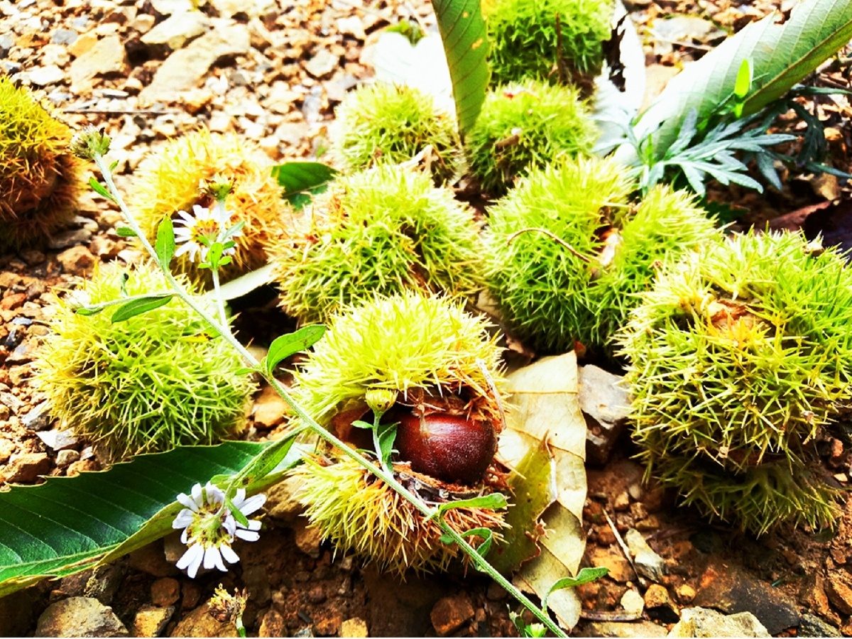 小葱呀2020年12月17日1446关注板栗我们这群拍海人#野生#板栗植物生长