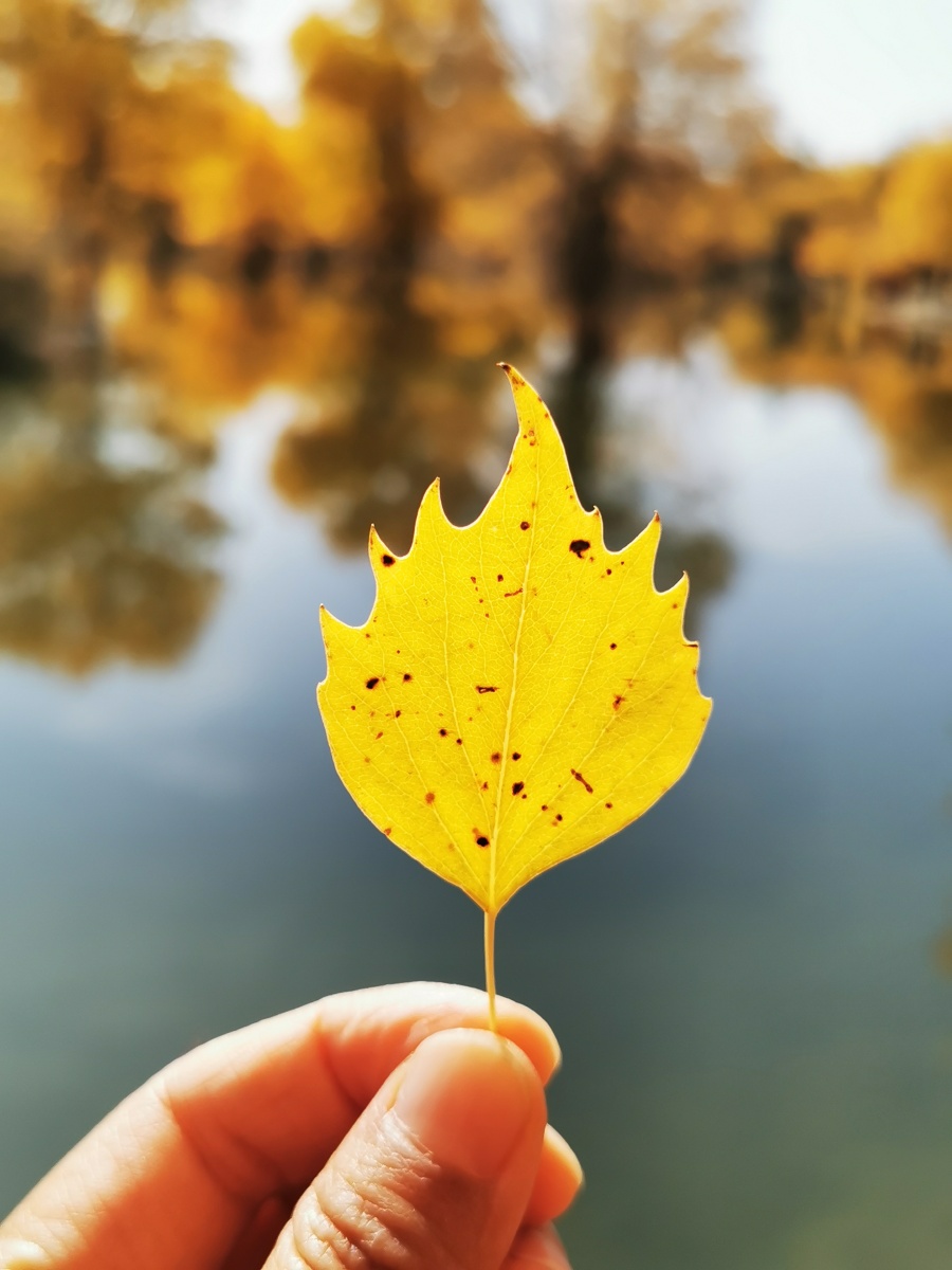 胡杨树叶