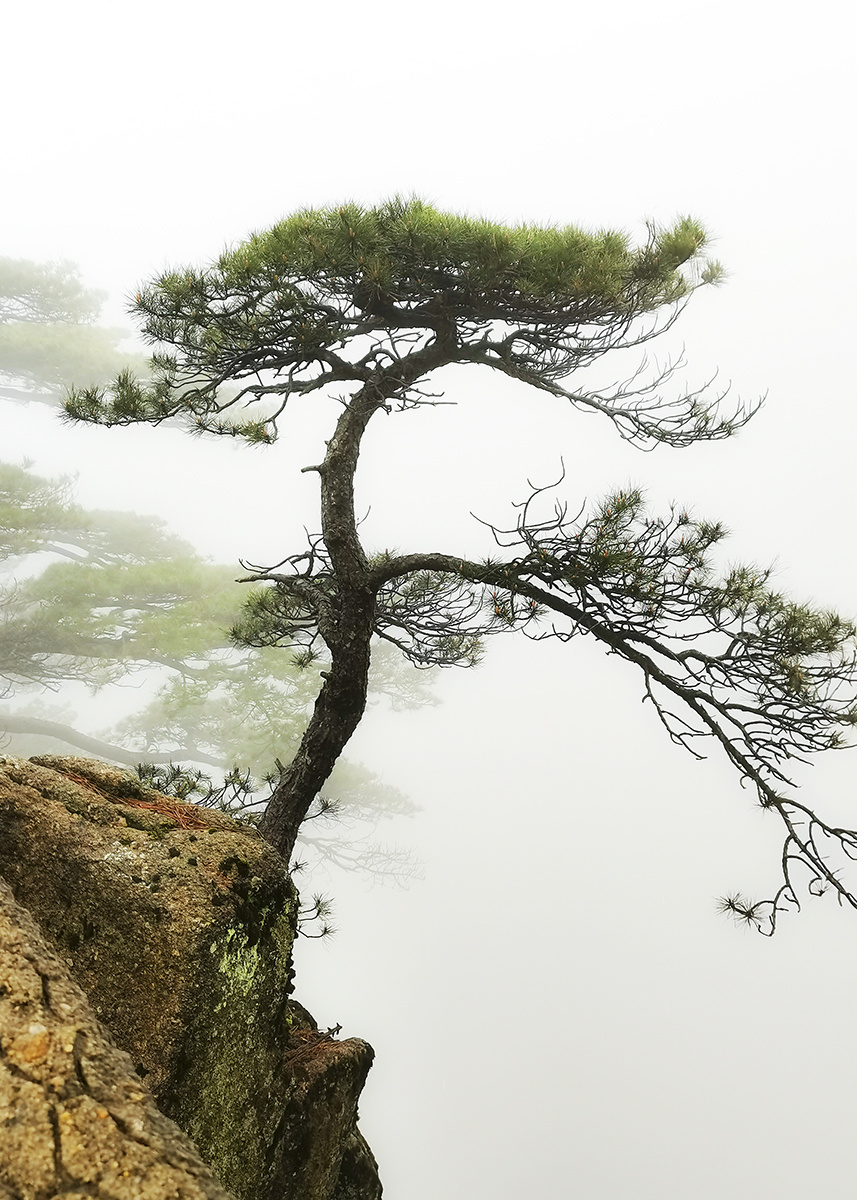 雾中黄山松,婀娜多姿. - 摄影师骥160760597773495 - 图虫