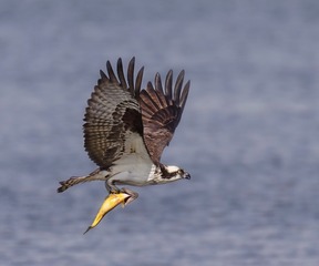 C62B2C11-AFFA-4D33-B871-199481454AB7/L0/001