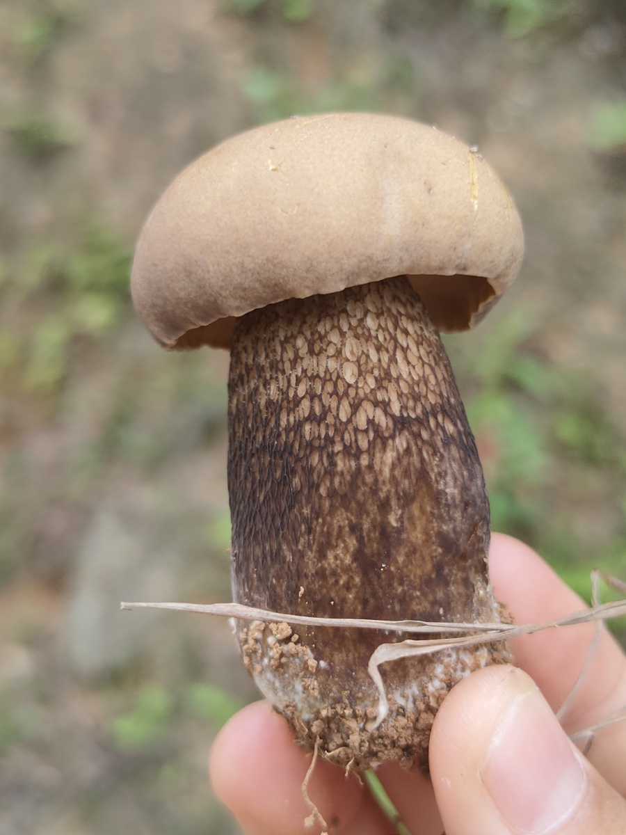 云南野生菌一年一度的试毒开会开始了