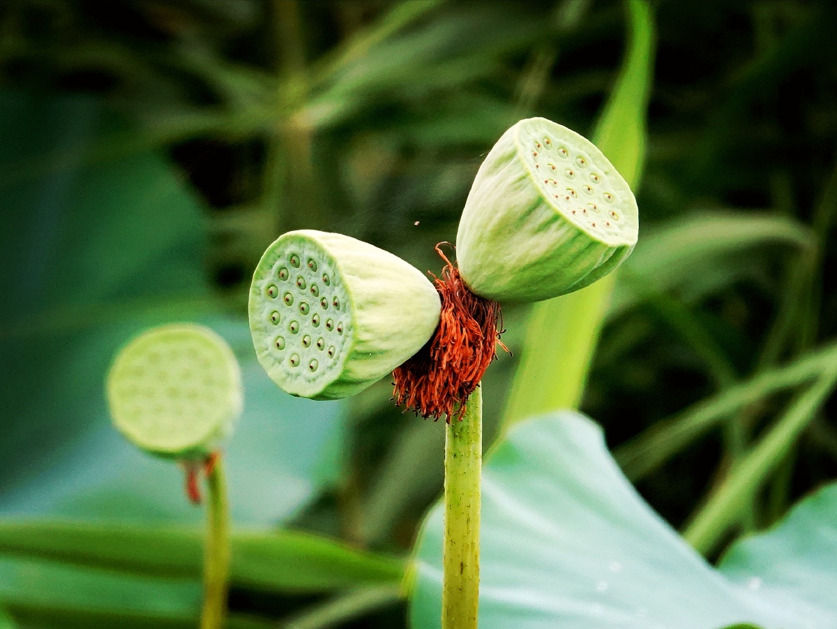 夏天在宝坻潮白河国家湿地公园拍摄的并蒂莲蓬!