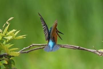 20129