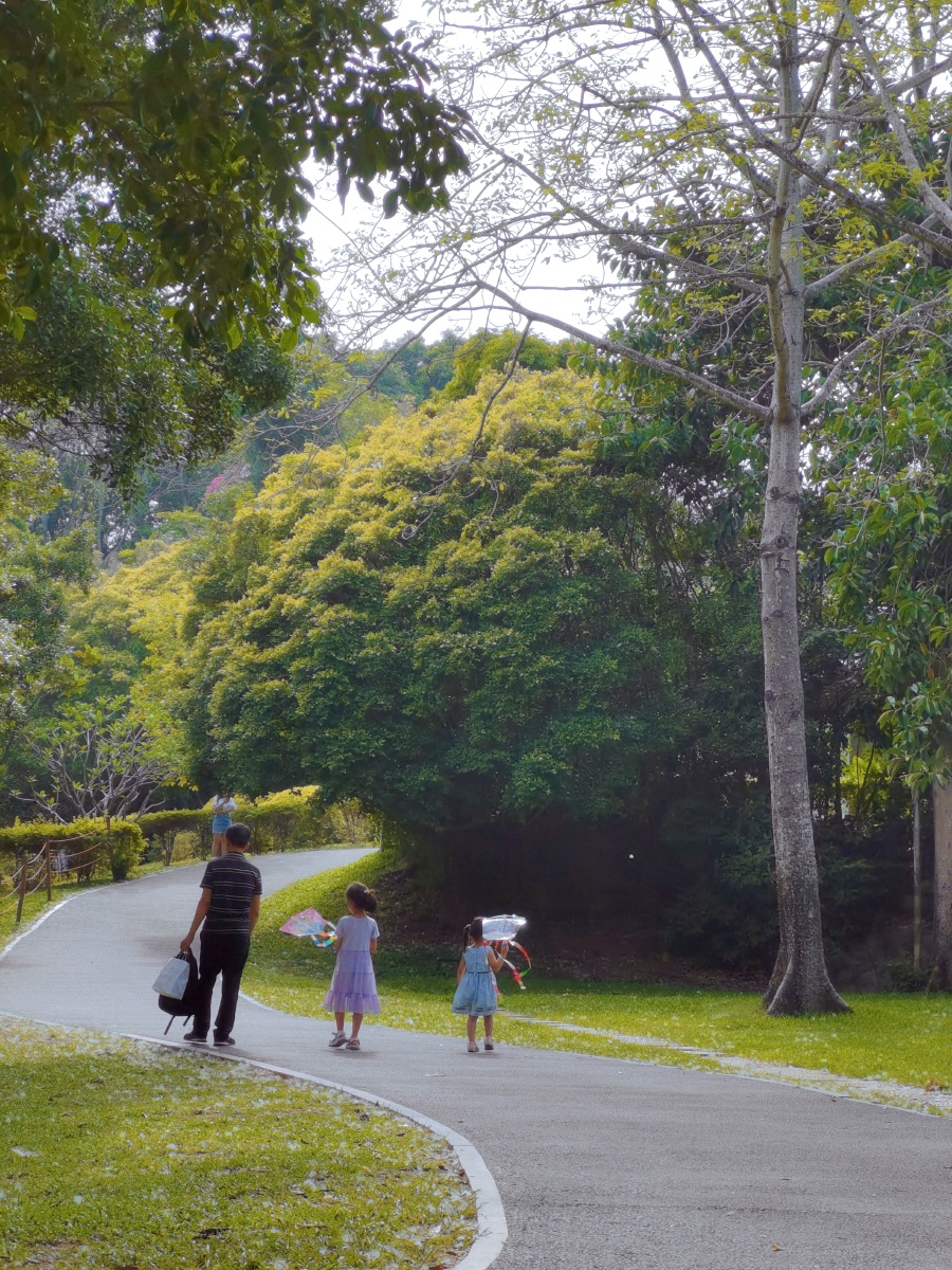 夏天绿荫下散步的父女