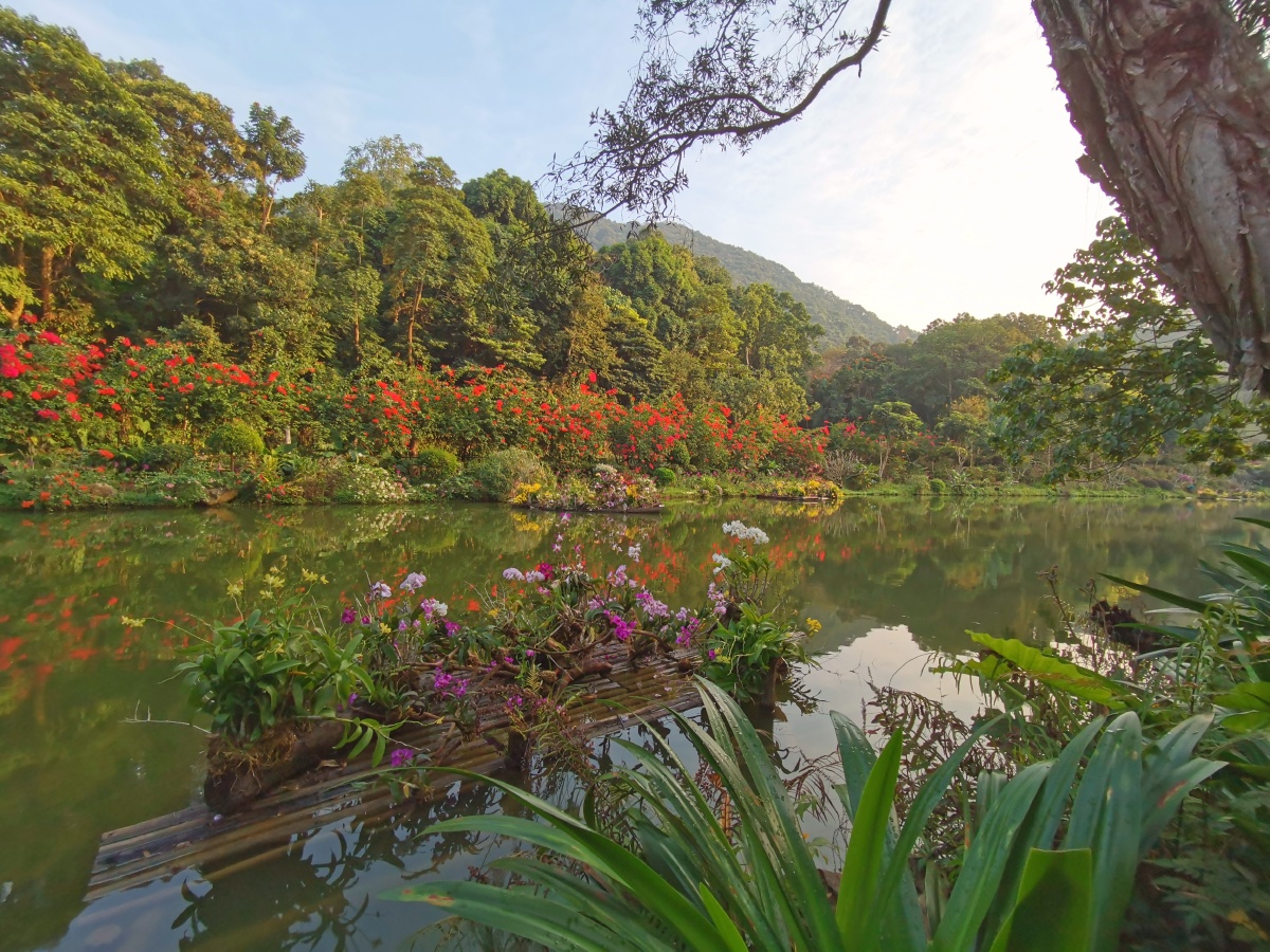 深圳仙湖植物园眺绿野漫漫赏百花争艳湖光山色世外桃源