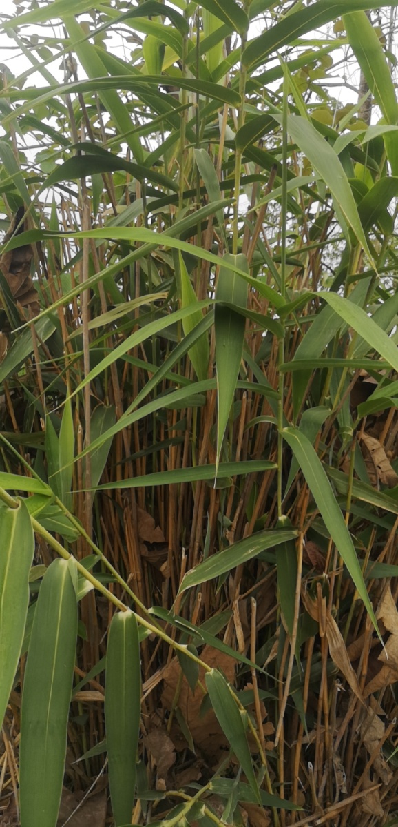 家门口就有粽子叶