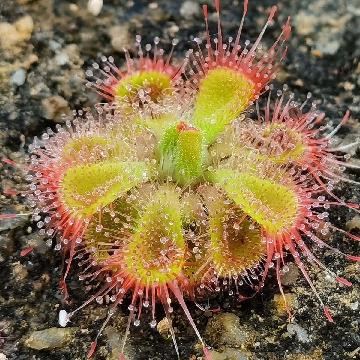 漂漂亮亮茅膏菜小指头那么丁丁点大可可爱爱吃肉的菜