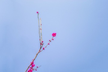 FBD81BAB-99D5-43A4-BFA1-F4BC95892898/L0/001