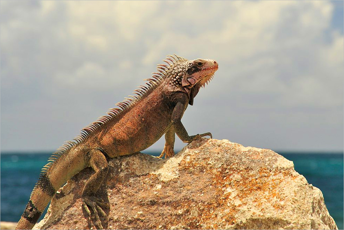 维尔京群岛的美洲绿鬣蜥.