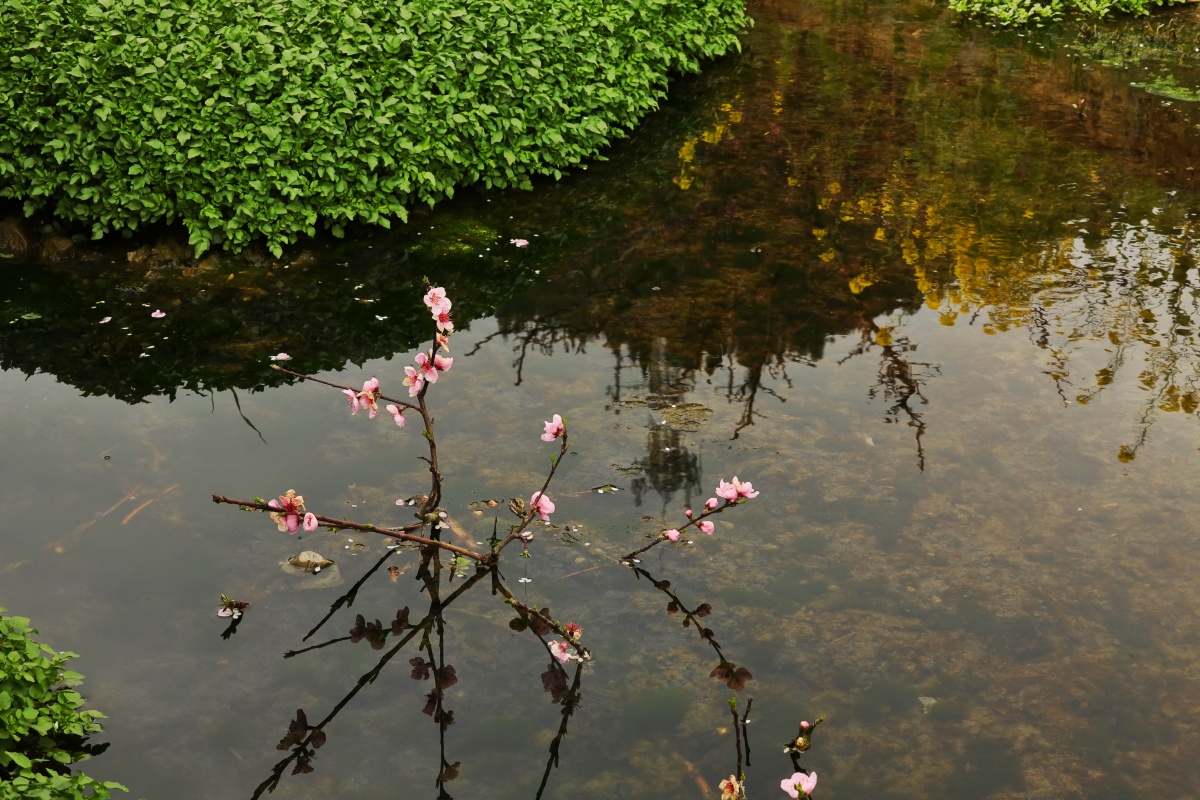 水桃花