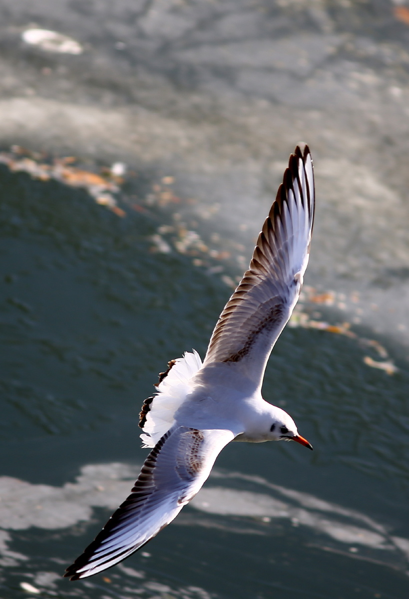 819_1200竖版 竖屏