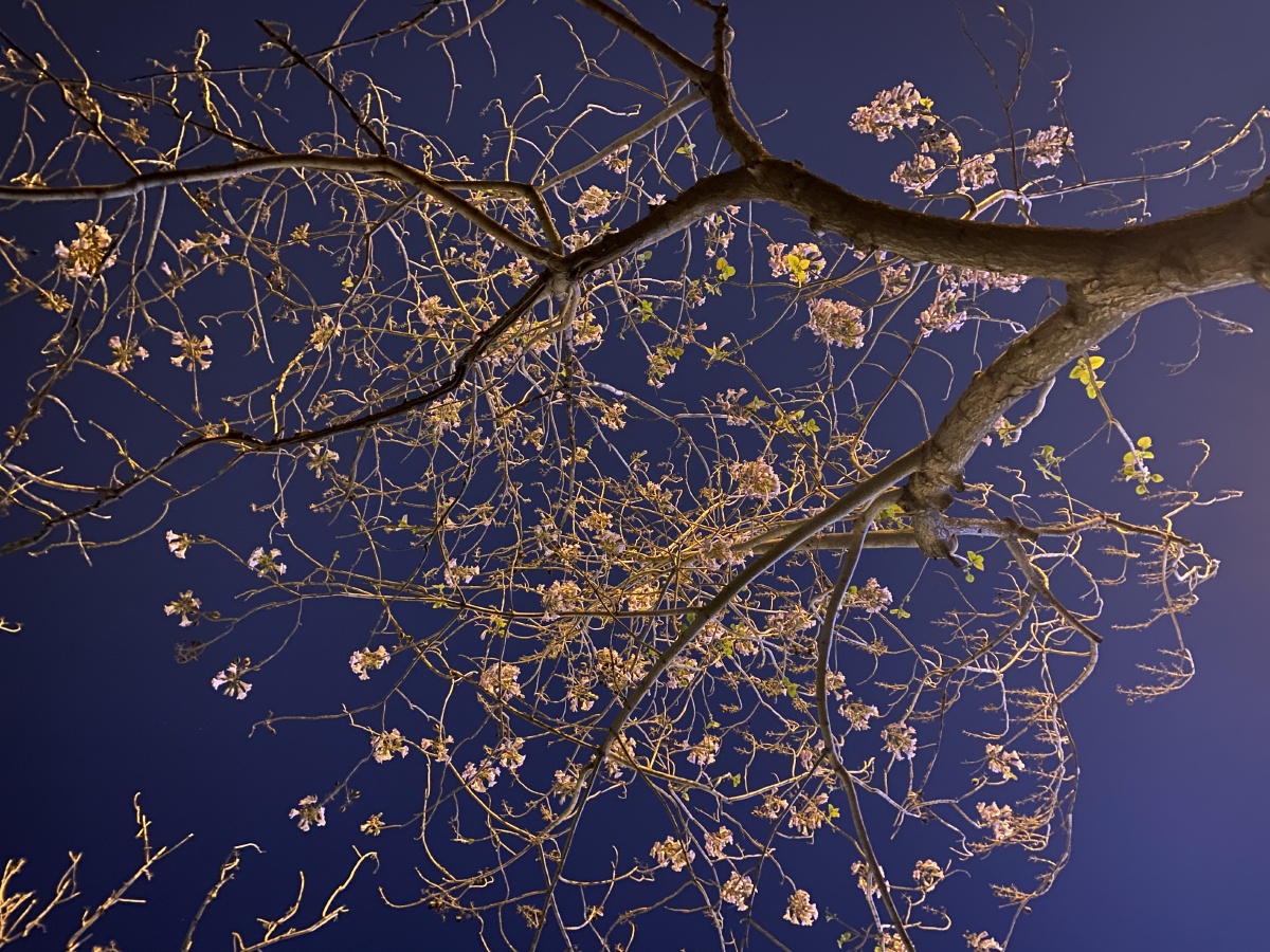 东风夜放花千树