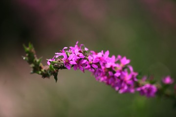 81520595-E379-4660-B1B5-5A5ACE15E516/L0/001