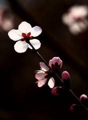964155FA-F2E8-4F0B-987B-C20570433FE7/L0/001