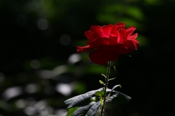 1822D310-5521-4EBF-8F72-A256CACDAABD/L0/001