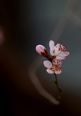 86863CB2-D252-401A-9836-2CC6D333D55F/L0/001