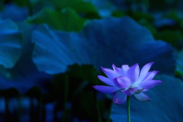 CB5002D3-B6D9-47B7-B63F-1A609A2CD329/L0/001