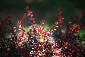 B38970D5-6CA1-4B62-8552-1BB34E5A576E/L0/001