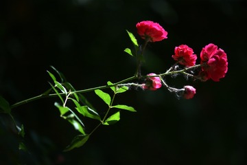 E2190136-D9E5-4B40-ACD0-0B24243EDFDD/L0/001