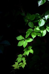 6417569A-E786-472B-8803-21C96E0F6384/L0/001