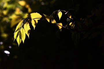 0C470508-83BA-48F4-A0CA-A645BF3F9935/L0/001
