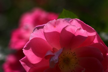 D78B64E3-BAE5-497D-BCC5-3387D794D84F/L0/001