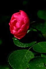 FC7BB992-CD6B-4D10-8BD9-D4F959331A07/L0/001