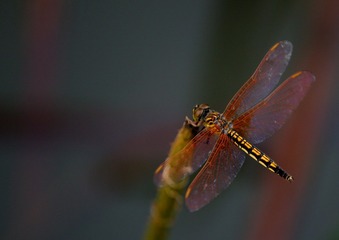 3540B559-F1E2-49AA-BAE4-26B131FF8EC6/L0/001