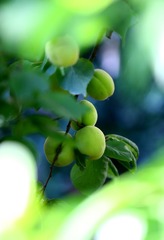 4F0A4085-D6BE-49A5-A4DA-E25E3BC34711/L0/001