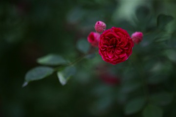 A3828F60-33B8-4AB6-B561-4FB4C6A06FA4/L0/001