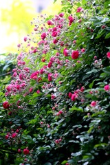 BD23CEDD-4638-4306-8186-4D2E765190F3/L0/001