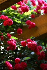 3DB55B59-2E1B-4FEC-81F2-9C21DBF00882/L0/001