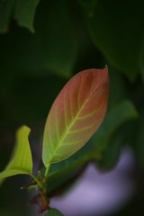 0D4B062C-5271-43F7-B60E-14387B2B8610/L0/001