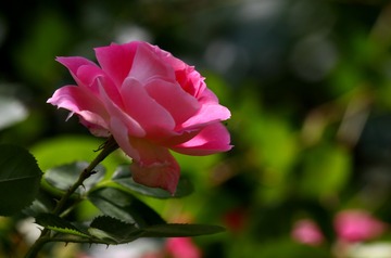 2D5D2450-1507-48A7-80F8-CC3D57D827CD/L0/001